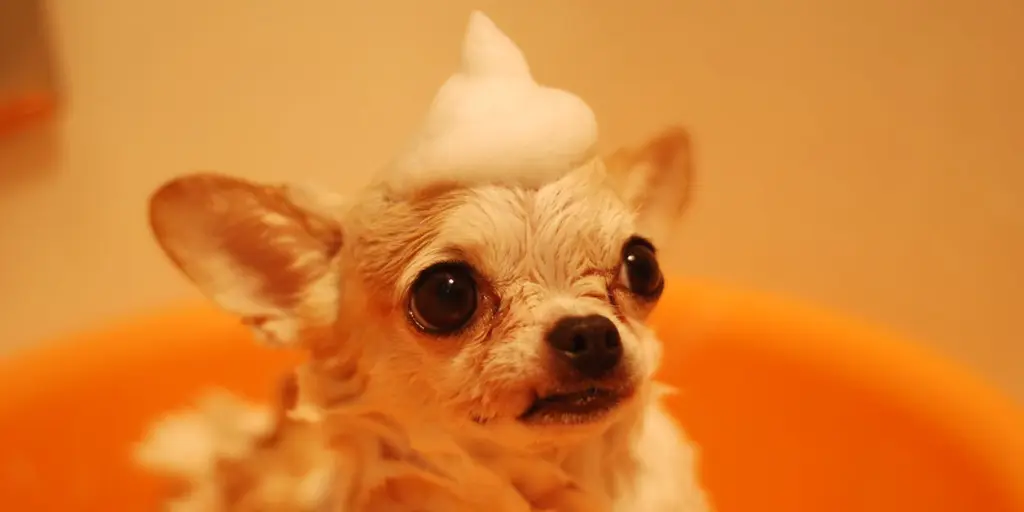 Las mascotas en España van aumentando con el tiempo